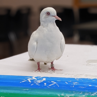 Winter the dove painting