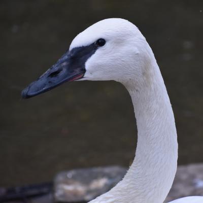 Sakari - female trumpeter swan