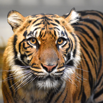 Sumatran tiger