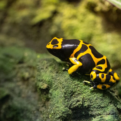 Yellow-banded Poison Dart Frog