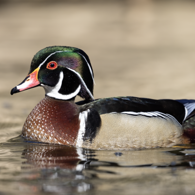 Wood duck