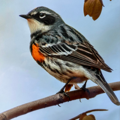 Bay-breasted warbler