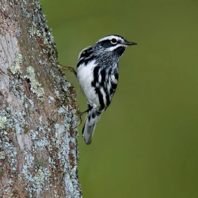 Black-and-white warbler