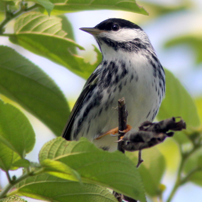 Blackpoll warbler