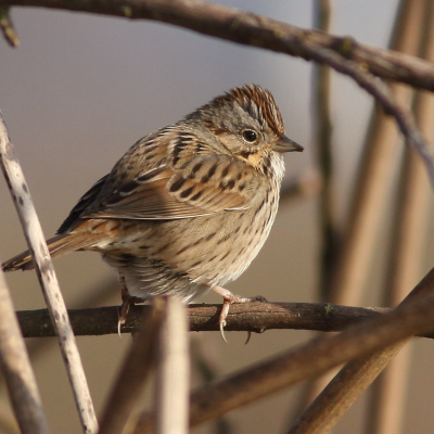 Lincoln's sparrow