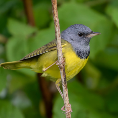 Mourning warbler