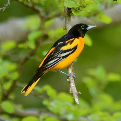 Northern oriole