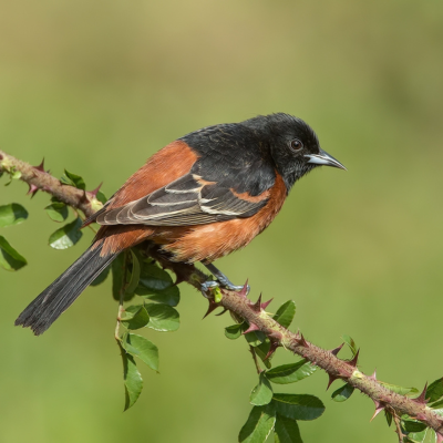 Orchard oriole