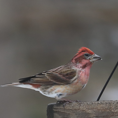 Purple finch