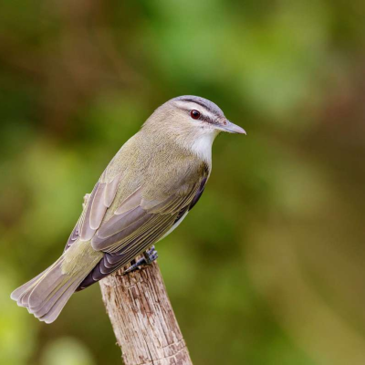 Red-eyed vireo
