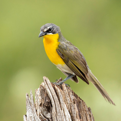 Yellow-breasted chat