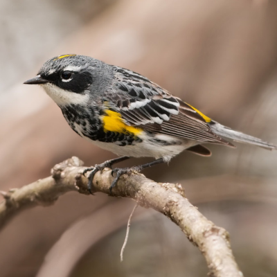 Yellow-rumped warbler