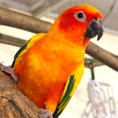 Archimedes, Sun conure at the Akron Zoo