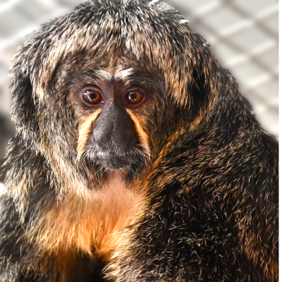 Clementine, the white-faced saki
