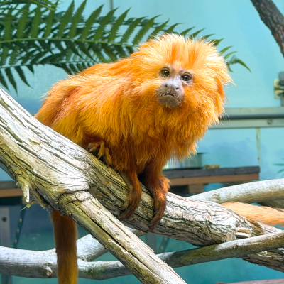 Golden Lion Tamarin