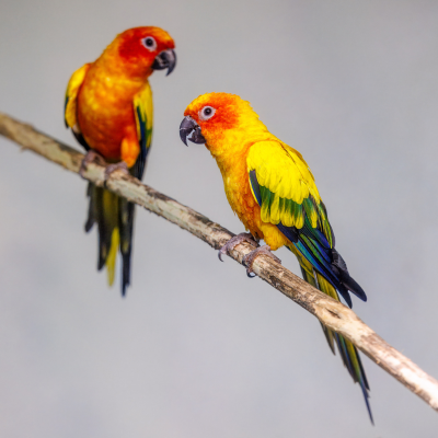 Sun conures at the Akron Zoo