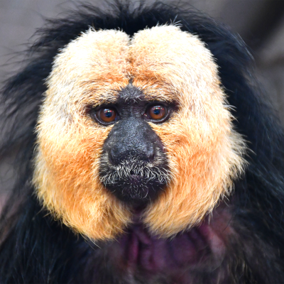 Toumi, the white-faced saki
