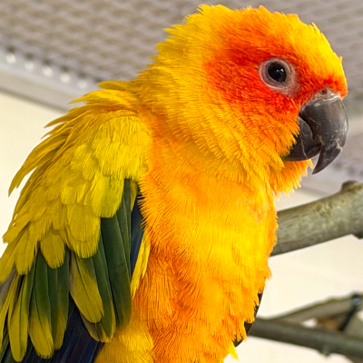 Vega, Sun conure at the Akron Zoo