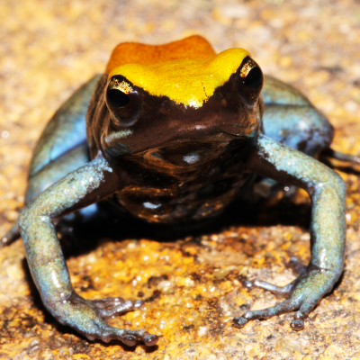 Blue-legged Mantella frog