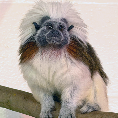 Chestnut