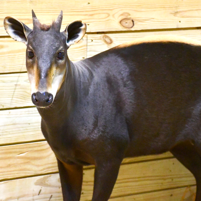 Yellow-backed duiker Finn