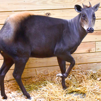 Yellow-backed duiker Silvie