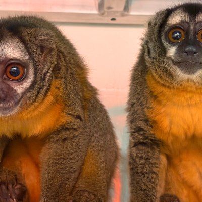 Apollo and Juniper at the Akron Zoo