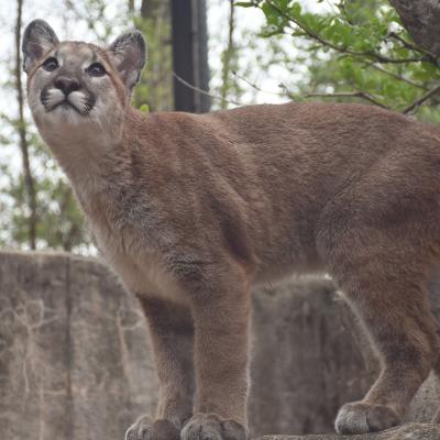 Neah the mountain lion