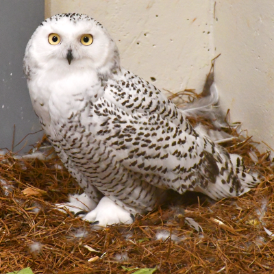 Snowy owl male, Scud