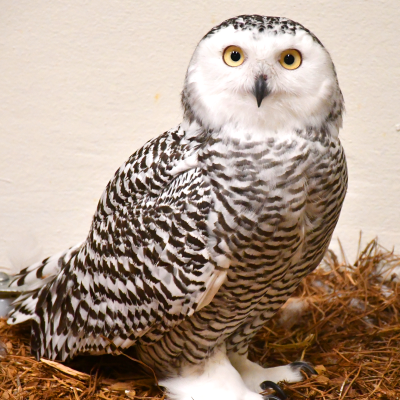 Snowy owl female, Stella