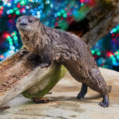 Otter in front of lights