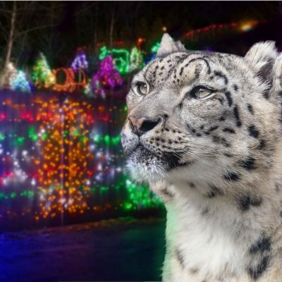 Snow leopard in front of lights