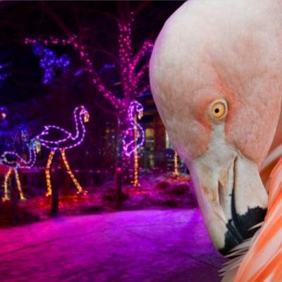 Flamingo in front of lights
