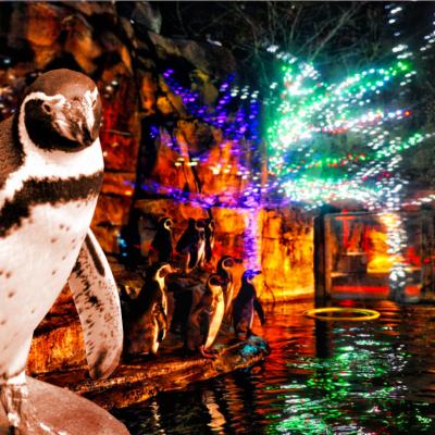 Penguin in front of lights