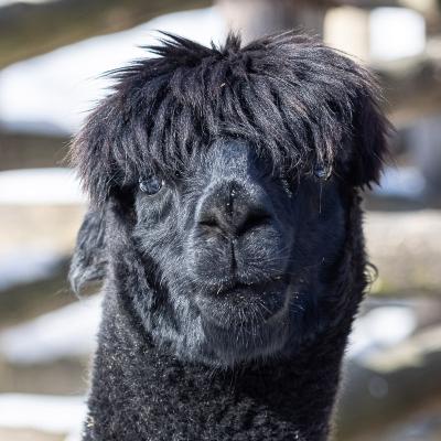 Noel - Alpaca at The Akron Zoo