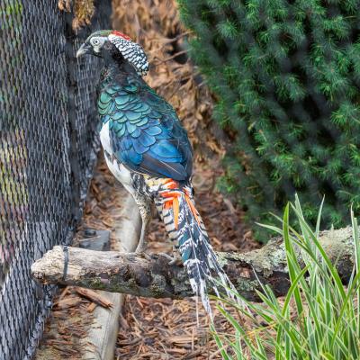 Lady Amherst's pheasant