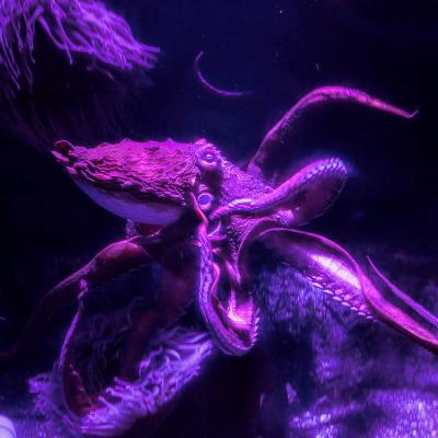 octopus