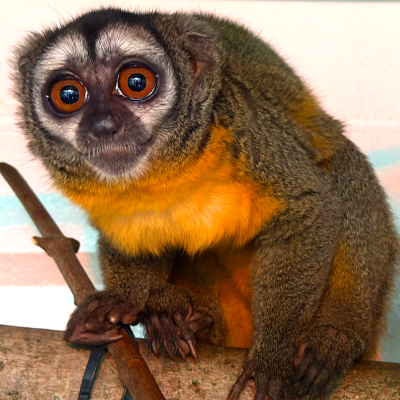 Apollo at the Akron Zoo
