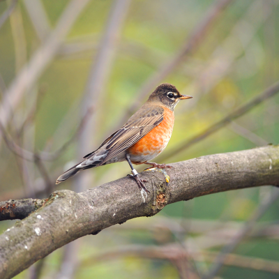 robin in tree