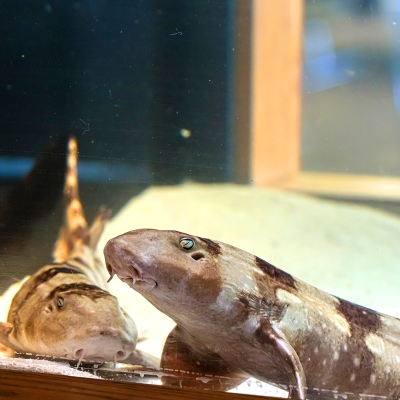 Bamboo sharks