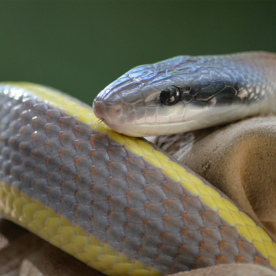 Cave dwelling rat snake