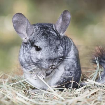 chinchilla