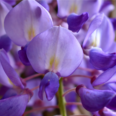 Chinese Wisteria Flower