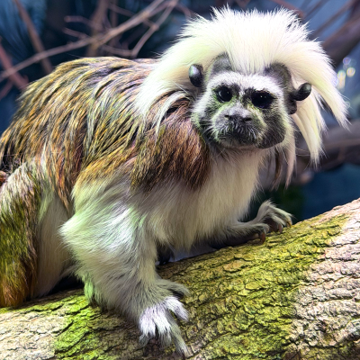 Cotton-top Tamarin