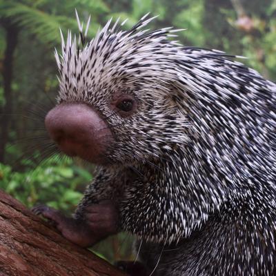 porcupine
