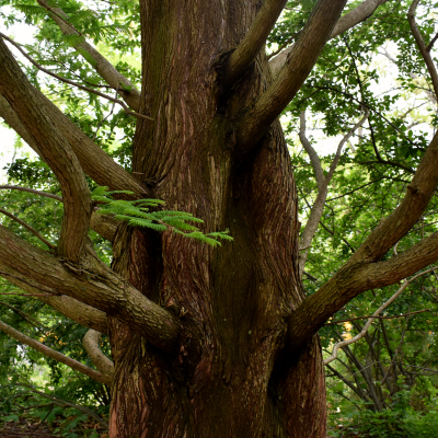 Dawn Redwood Branches