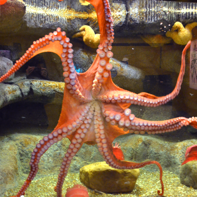 Giant Pacific octopus