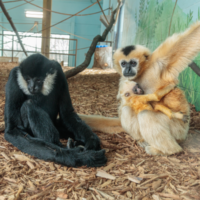 White-cheeked gibbon family