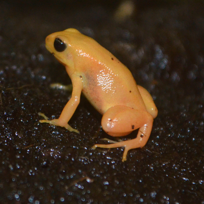 Golden Mantella Frog