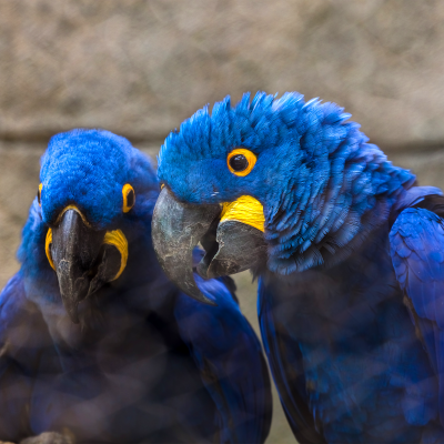 Hyacinth macaws